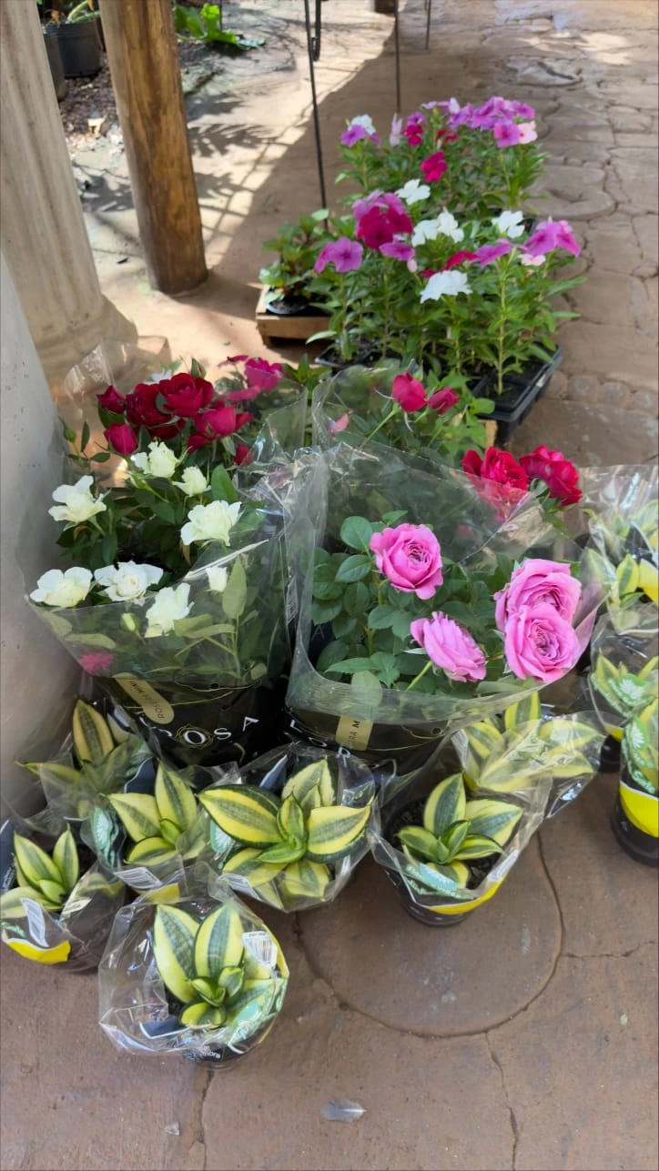 Mudas de rosas, vincas e espadas-de-são-jorge à venda na loja