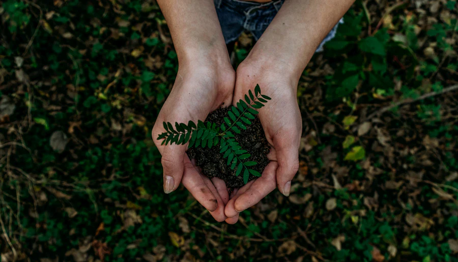 Mãos segurando uma muda de planta com terra